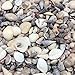 PEPPERLONELY India Natural Sea Shells Mixed, Small, 1/4 Inch to 1 Inch in Sizes, 8 oz, Apprx. 1500PC Shells