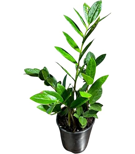 Amazon.com : ZZ Plant (Zamioculcas Zamiifolia) - 6" from California  Tropicals : Patio, Lawn & Garden