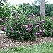 Lo & Behold ® 'Pink Micro Chip' Butterfly Bush - 4" Pot - Buddleia