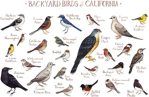 Amazon Com Backyard Birds Of California Field Guide Art Print