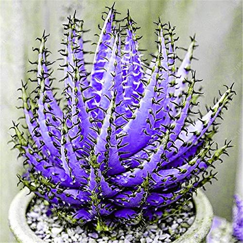 Pinkdose Bonsai 200 Pcs Rare Color Aloe Bonsai Excellent Houseplants Succulent Aloe Vera Bonsai Use Beauty Edible Cosmetic Bonsai Plants: e - Thumbnail 2