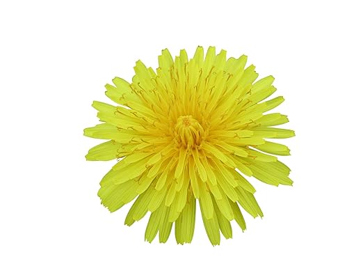 Echter Löwenzahn -Taraxacum- 500 Samen -Bienenweide-