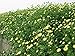 Dechunxian®Selected Premium Dried Chrysanthemum Flower Tea ，Health Herbal Teas，100% Natural