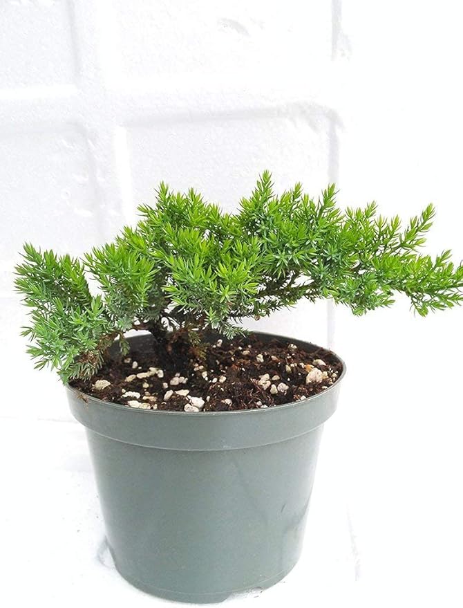 Bonsai Tree Juniper Garden 6'' Pot with Bonsai Fertilizer
