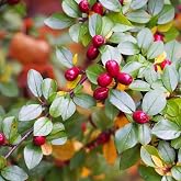 Cotoneaster divaricatus (Spreading Cotoneaster) Shrub Seeds, Attractive Foliage, Pinkish-White Flowers, Abundant Berries, Seeds by MySeeds.Co, You Choose The Amount (4 Grams)