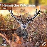 Heimische Wildtiere 2020 Broschürenkalender by 