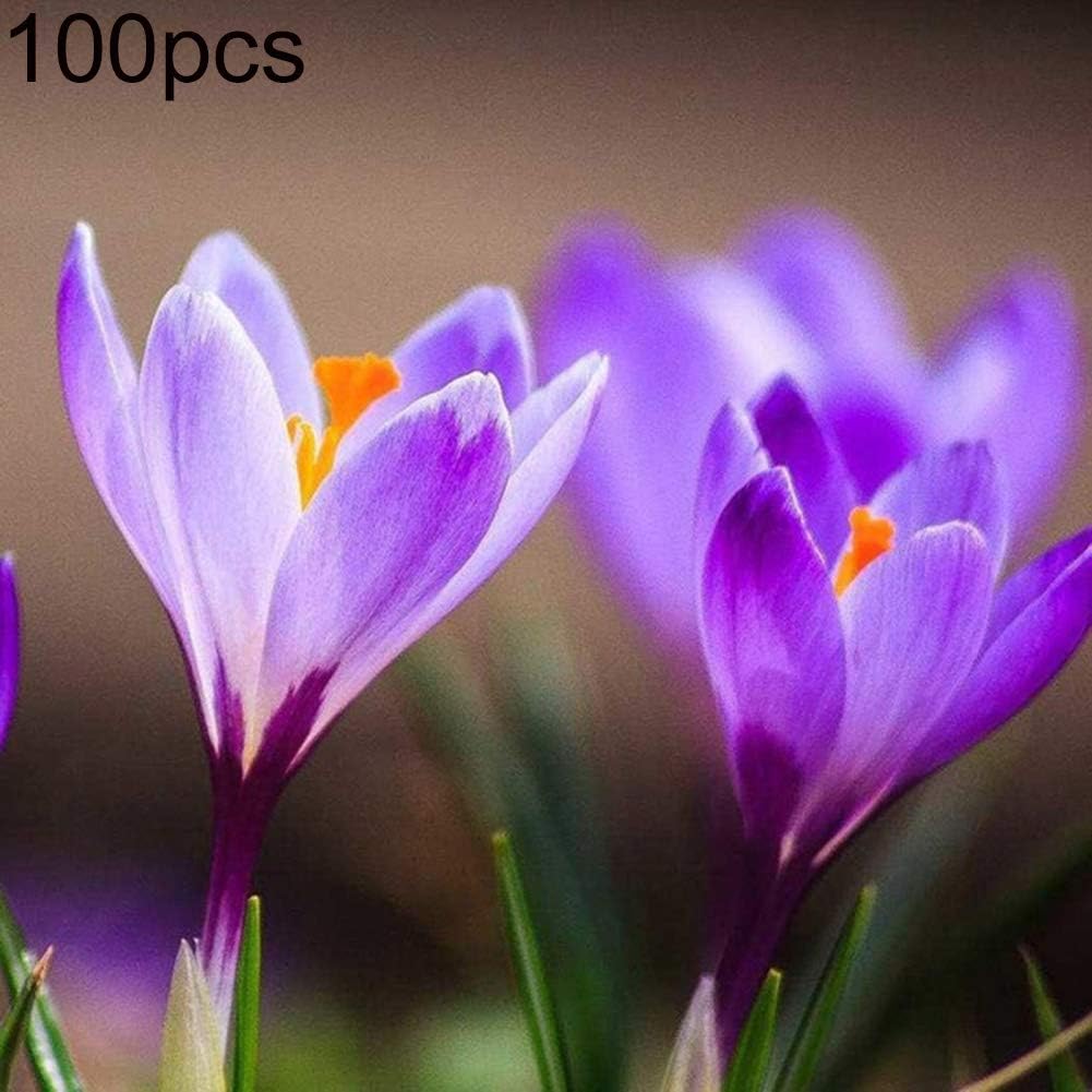 XdiseD9Xsmao 100Pcs Saffron Crocus Sativus Bulbs Seeds Plant Flower Seeds Home Garden Bonsai Flower Decor Only Seeds 100pcs Saffron Crocus Seeds