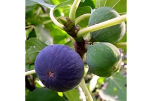 Black Fig Tree Seeds for Planting - 100+ Seeds of Ficus Carica, Variety for Containers & Gardens