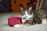 Petface Strawberry Plush Cat Toy with Natural Catnip Soft Plush Kittens view 9
