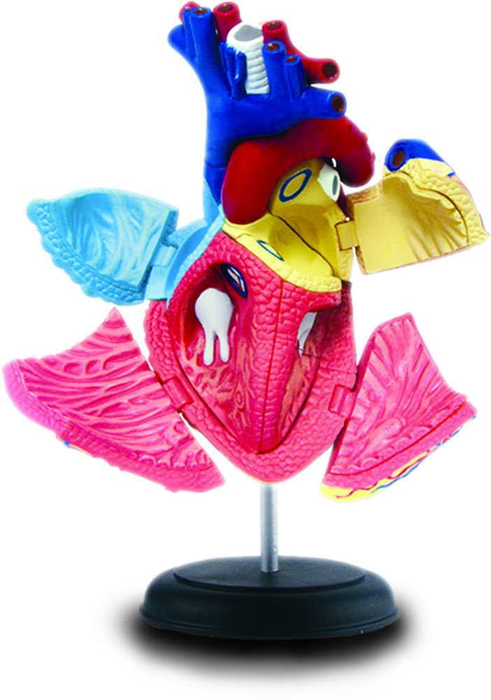 Quay 4D Puzzle - Heart Anatomy