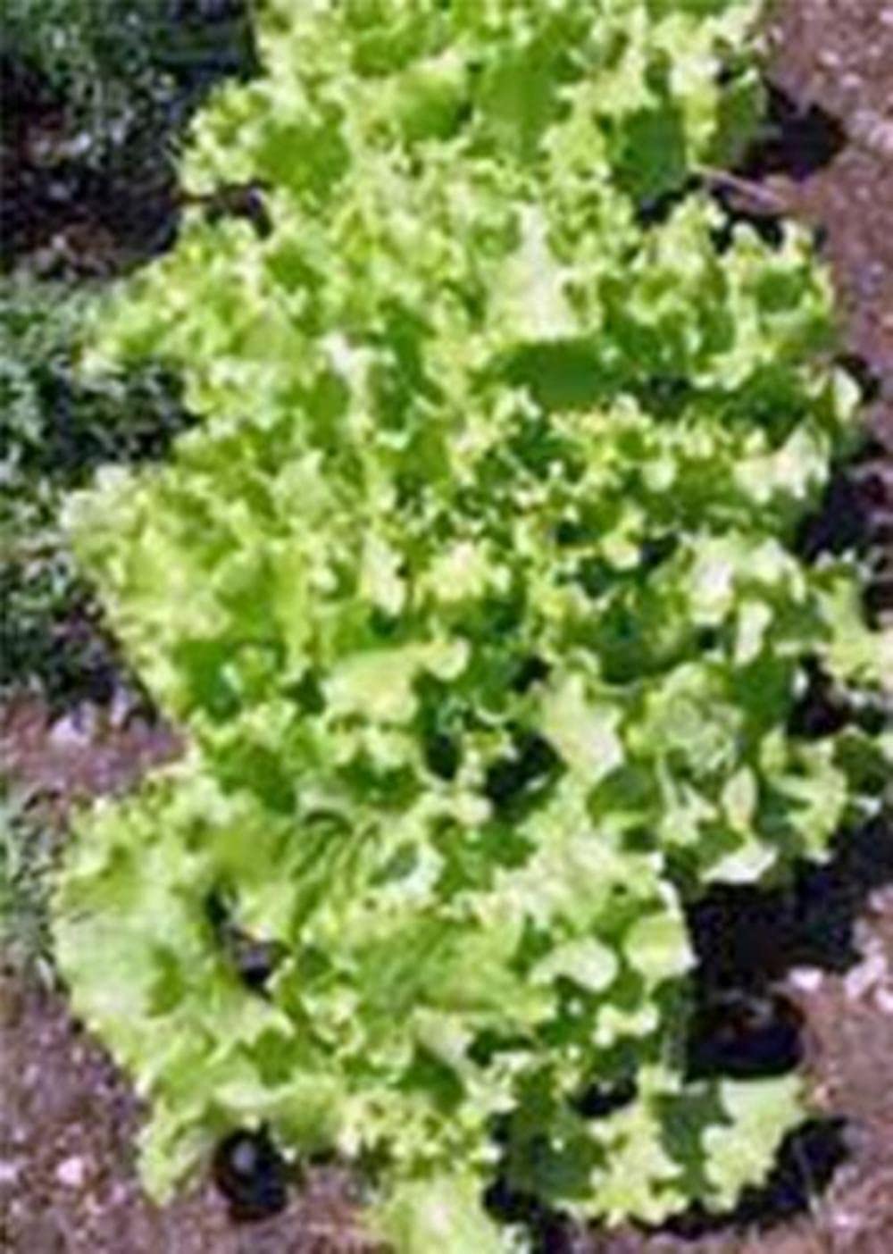 Lettuce Śĕéďś, Leaf Lettuce, Grand Rapids, Organic, 50 Śĕéďś, Easy to Seasons, Meaningful Gift.