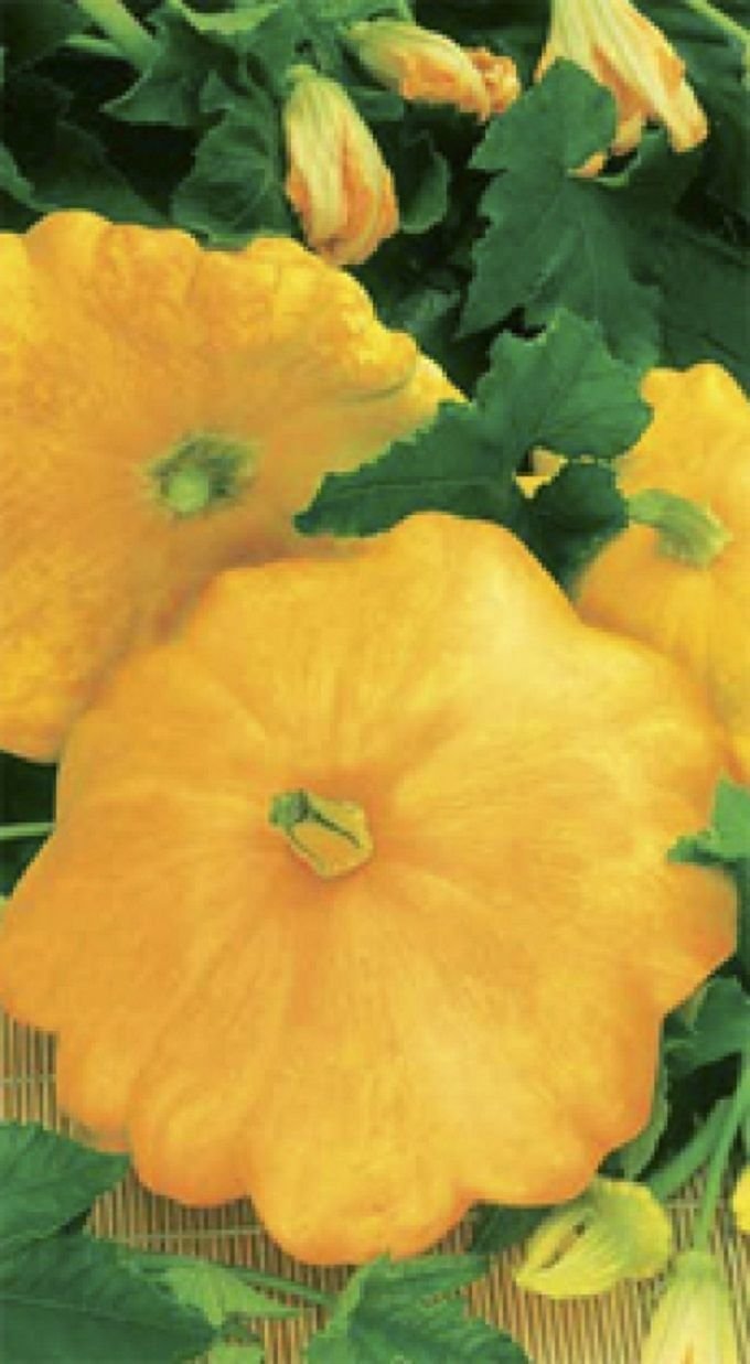 Купить Семена Седек Оптом