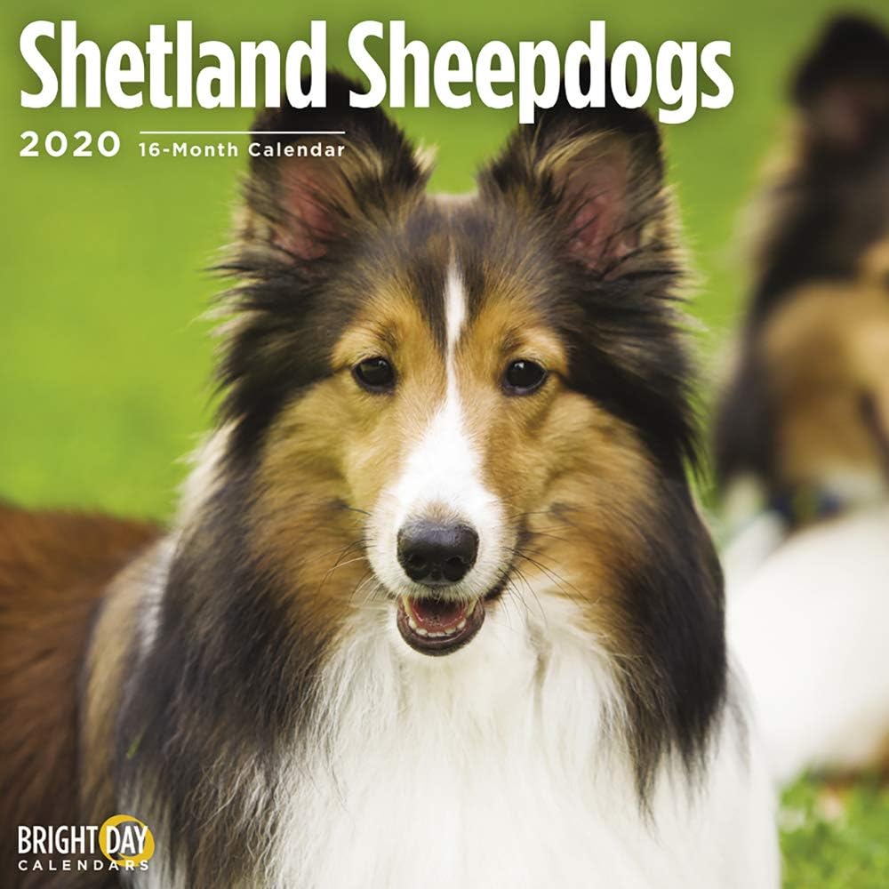 2020 Shetland Sheepdogs Wall Calendar By Bright Day 16 Month 12 X
