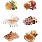 SINKOO 6PCS Hermit Crab Shells Medium to Large, Natural Sea Conch 2.3"-3.5" | Natural Turbo Seashells Opening Size 1"-2" for Hermit Crab Growth and Hideouts, Home Aquariums Tanks Beach Wedding Decoration