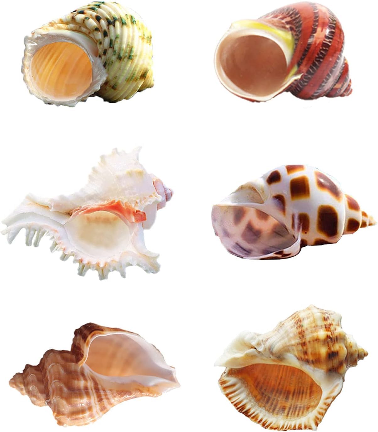 6PCS Hermit Crab Shells Sea Shells Size 6-9CM for Medium to Large, Natural Hermit Crab Supplies and Beach Decor