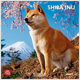 Shiba Inu 2013 Square 12x12 Wall Calendar Multilingual Edition 9781421698731 Amazon Com Books