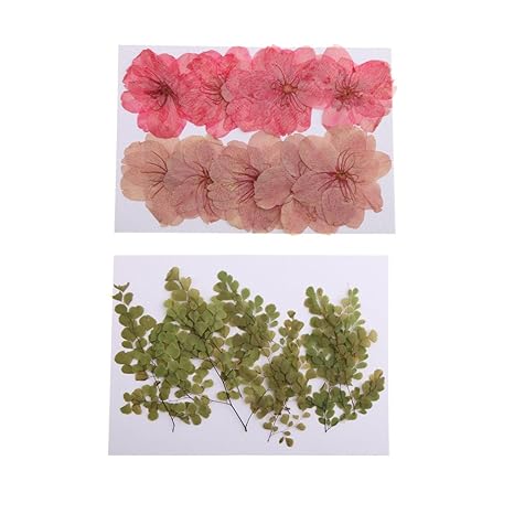 Amazon Homyl 本物 自然乾燥した花 桜の花 ホウライシダ プラント