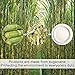 Green Earth - Natural Bagasse (Sugarcane Fiber) Tree Free 9