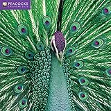 Peacocks Wall Calendar 2020 (Art Calendar) by 