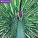 Peacocks Wall Calendar 2020 (Art Calendar)