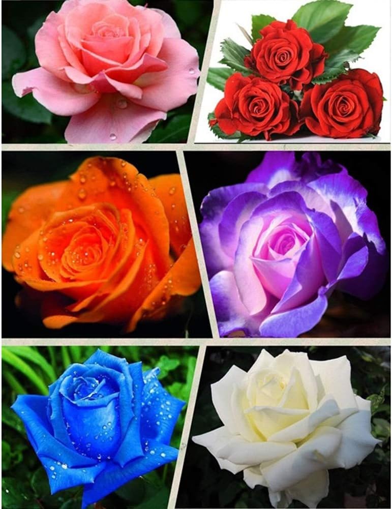 XdiseD9Xsmao 100Pcs Fresh Rare Rose Seeds Flower Plant Seeds Home Garden Roof Yard Bonsai Balcony Office Decor Blue Rose Seeds