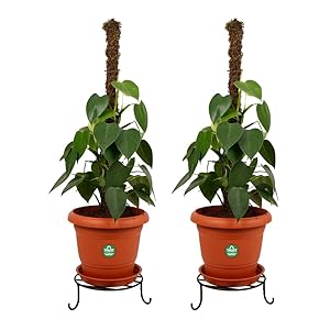TrustBasket Pot Stand (Multicolour, Pack of 2)