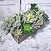 Supla 15 Pcs Assorted Artificial Succulents Plants Unpotted Small Green Hops Aloe Echeveria Air Plant Pick Fake Succulents Bulk for Succulent Garden Floral Arrangement Wreath Indoor Outdoor Home Décor