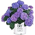 Proven Winner Let's Dance Rhythmic Hydrangea, 5 Gallon, Deep Blue Blooms with Green Foliage