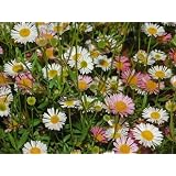 Erigeron Karvinskianus Profusion Flower Seeds - 100 Seeds (JustSeed Brand)