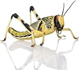 Livefoods4u XL Locust Live Food 100 (35-50mm) for Reptiles view 4