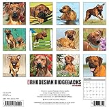Image de Just Rhodesian Ridgebacks 2017 Wall Calendar (Dog Breed Calendars)