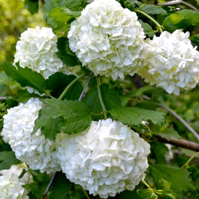 Amazon Co Jp ビバーナム スノーボール 5号鉢 品種で選べる花木苗 1個売り 学名 Viburnum Opulus Roseum 英名 Snowball 別名 スノーボール セイヨウテマリカンボク 西洋手毬肝木 スイカズラ科 ガマズミ属またはビバーナム属 原生地