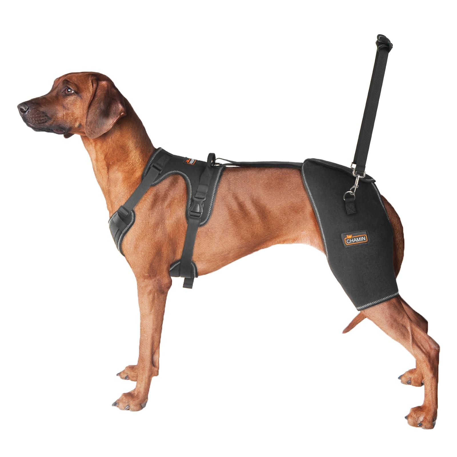 Photo 1 of CHAMIN Dog Hip Brace with Back Handheld Design, Support for Hip Dysplasia, Arthritis, Back Leg limping, Reduce Hip Pain & Accelerated Recovery After Surgery etc(Large)