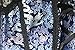 Burvogue Women's Short Sleeve Gothic Steampunk Jacquard Corsets Tops (Medium, Blue)