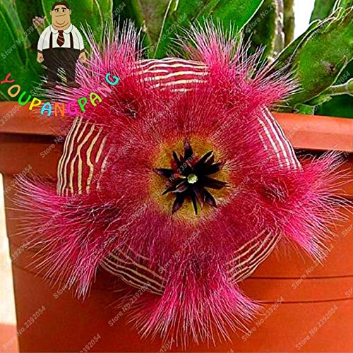 Exotic Rare Cactus Bonsai Stapelia Pulchella Bonsai Lithops Mix Succulents for Home Garden Flower Bonsai 200 Pcs - (Color: 7)