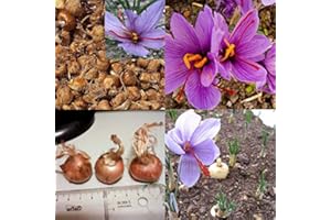 8pcs Rare Saffron Seeds Bulbs Crocus Sativus Flower Ball Spice Home Garden Plants:Package Contatins Seeds