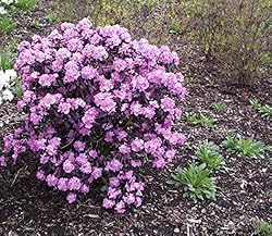 Rhododendron X 'Midnight