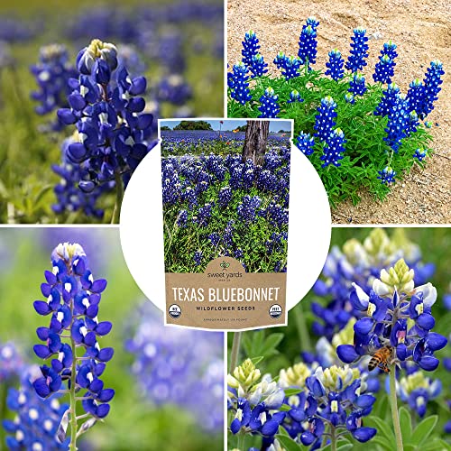 Texas Wildflower Seeds Bulk 1/4 Pound Bag Over 4,000