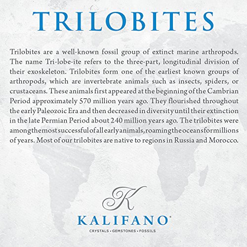 KALIFANO Authentic Natural Arthropod Trilobite Fossil in Matrix - Marine Trilobita/Calymene for Fossil Collections and Education Purposes (Information Card Included) - Thumbnail 6
