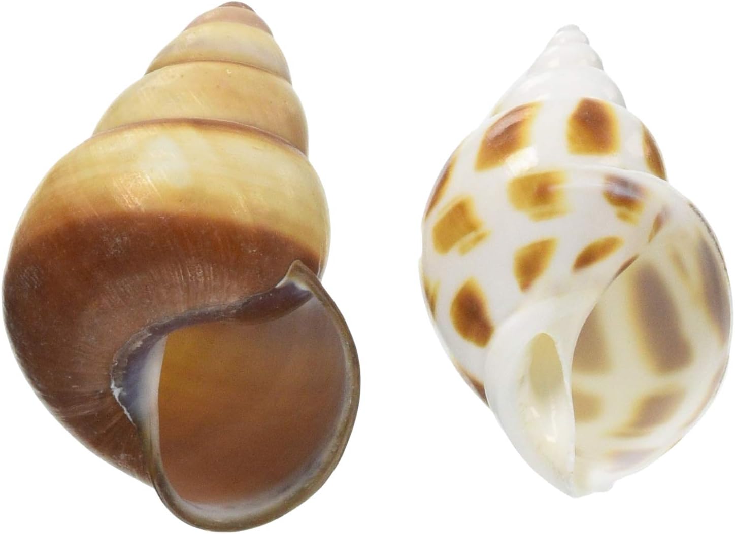 Amazon Sanko オカヤドカリの宿替え貝殻 L Sanko オーナメント 通販