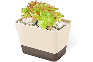 GREANER Planter Pot with Drainage, 1 Pack 6x3.8 Inch Herb Indoor Window Box with Tray, Modern Plastic Plant Flower Succulent Cactus Container for Windowsill, Garden Balcony, Home Office Outdoor Decor