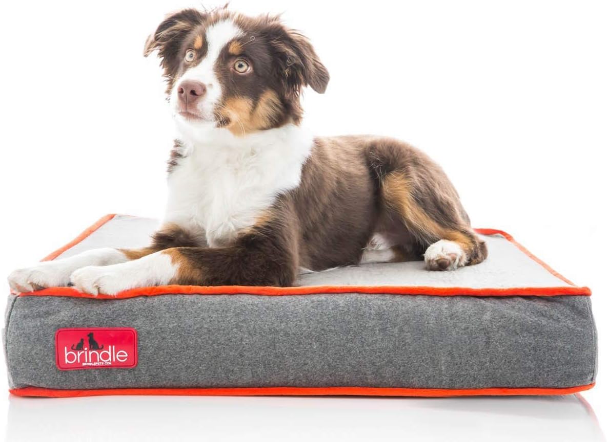 aquatic therapy for dogs near me