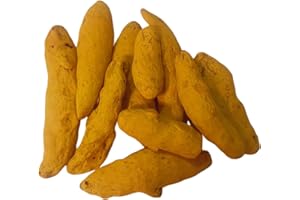 BHAVICREATION Whole Turmeric Haldi Ki Ganth for Puja Whole Turmeric for Pooja 10 pcs Saubt Haldi Tumeric Fingers Whole Tumeric Haldi Gatiya