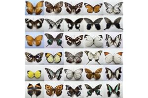 CLLOEAT Natural Butterflies for Collection, Assorted Dry-Preserved Tropical Butterflies, Real Specimens Entomology, Butterfly