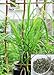 9GreenBox - Lemon Grass - 2 Pack