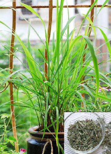 9GreenBox - Lemon Grass - 2 Pack