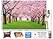 GREAT ART Large Photo Wallpaper – Cherry Blossom Tree – Picture Decorative Spring Landscape Avenue Cherry Blossoms Sakura Bloom Flowers Image Decor Wall Mural (132.3x93.7in - 336x238cm)