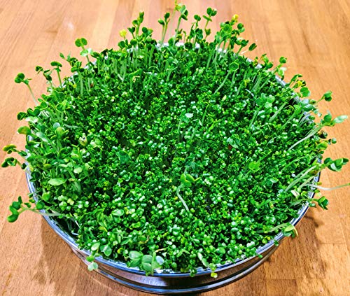 Stainless Steel Seed Sprouting Tray-8 Inch Stackable Sprouter Kit for Growing Fresh Organic Broccoli Sprouts, Wheat Grass, Alfalfa Seeds, Fenugreek, Mung Beans and More (Seeds not Included) - Thumbnail 2
