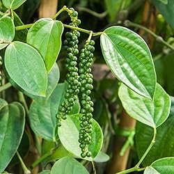 Black Pepper Oil 15ml