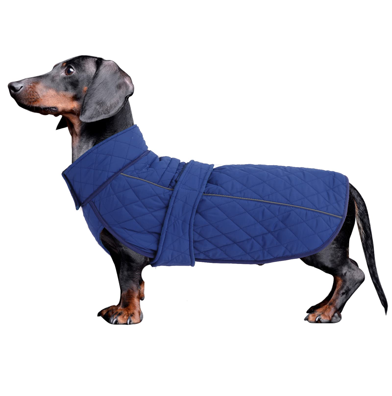 Morezi Dachshund clothing great for miniature dachshund sausage corgi winter jacket fleece waterproof coat reflective stripe underbelly protection - Navy - S